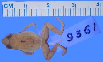 Media type: image; Herpetology A-9361